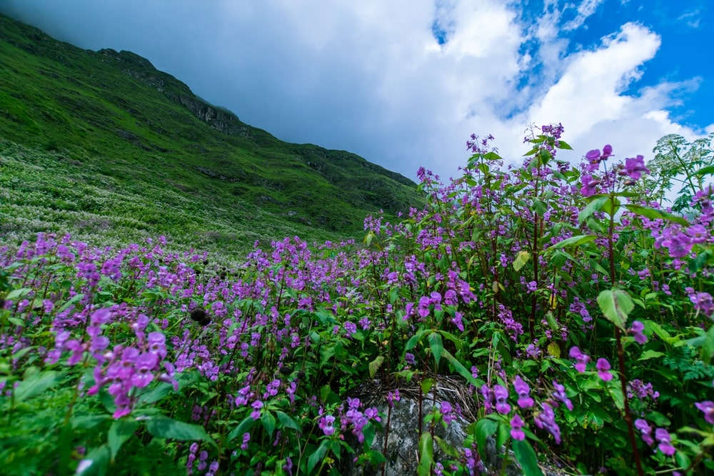 Ghangaria to Valley of Flowers