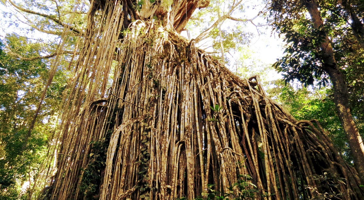 The Banyan Tree in Tiptur